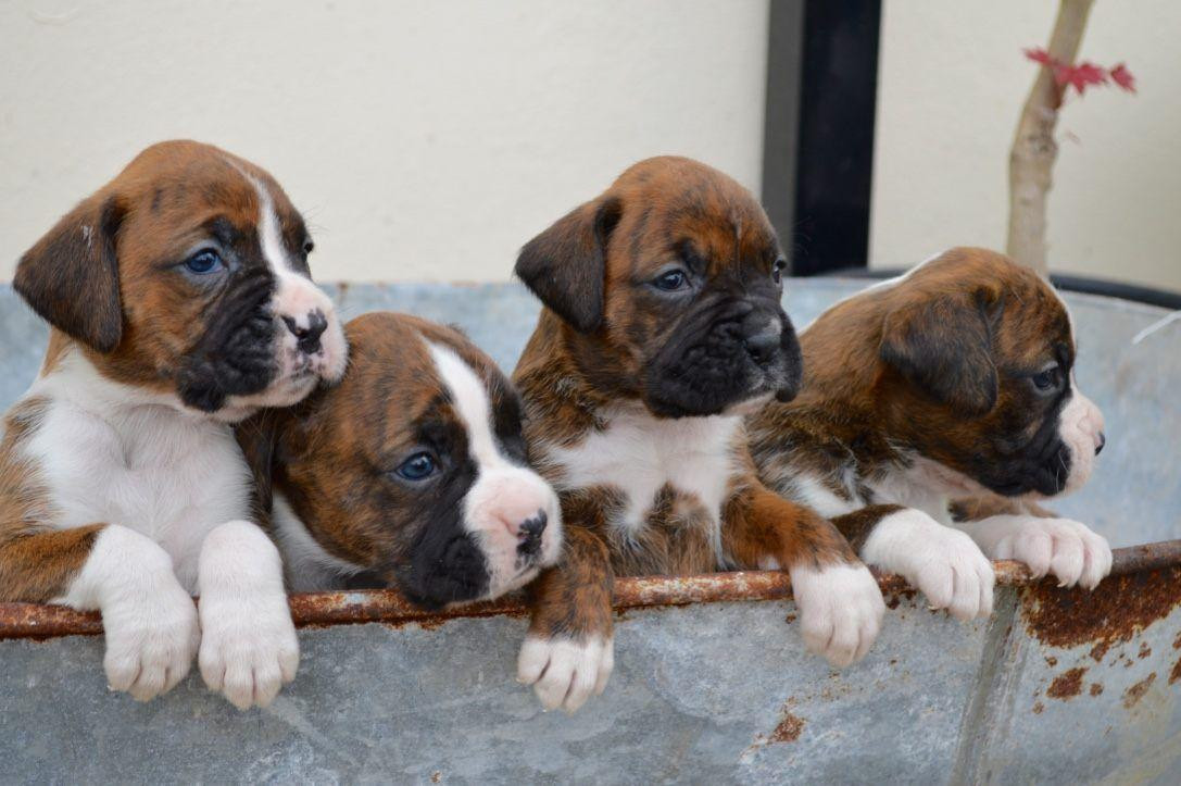 Boxer Puppies For Sale San Jose, CA 140314 Petzlover
