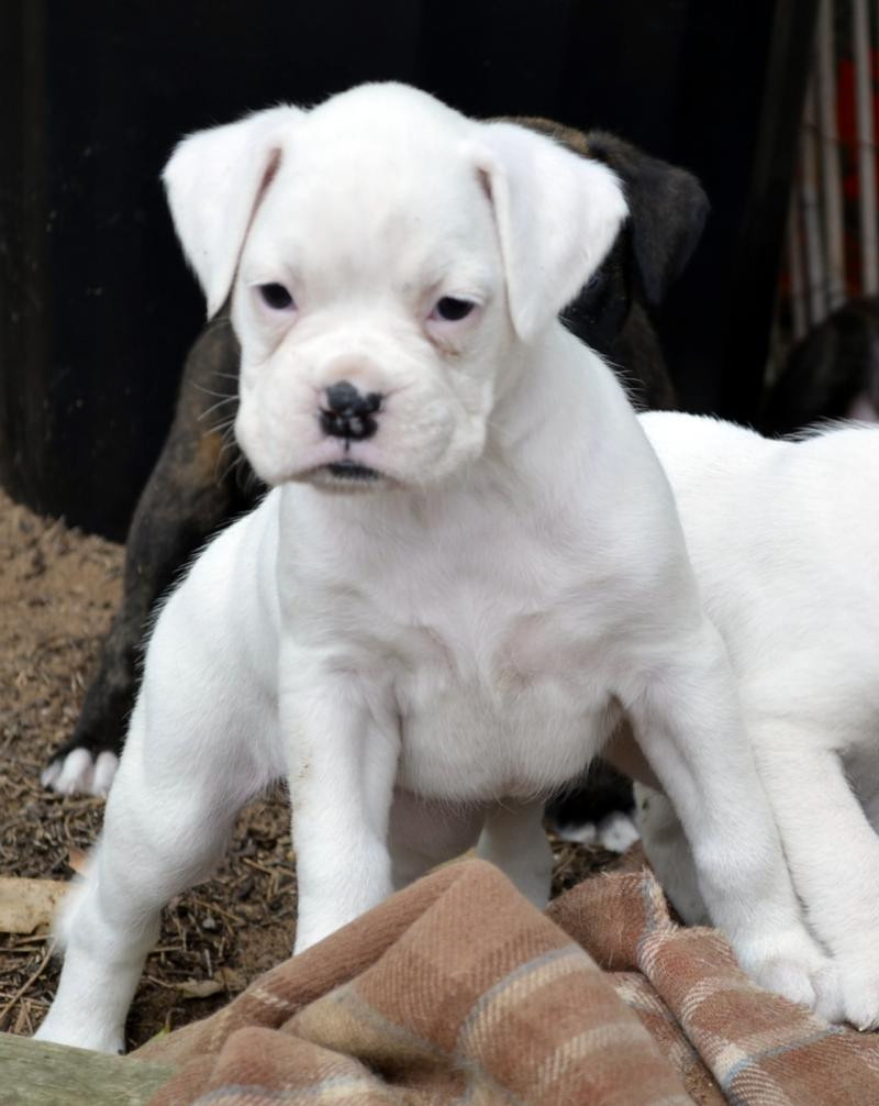 Boxer Puppies For Sale Lubbock, TX 141194 Petzlover