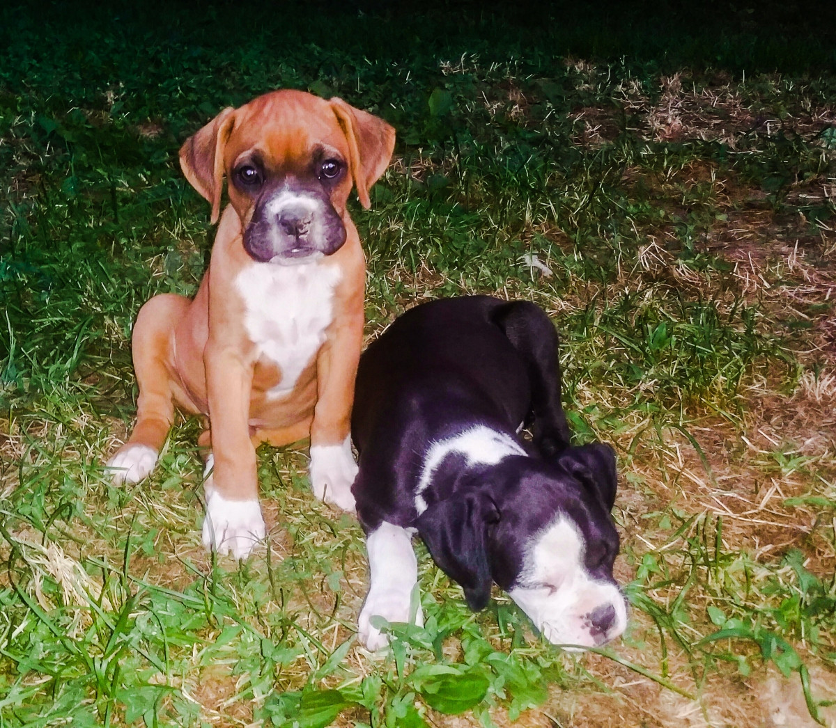 Boxer Puppies For Sale Knoxville, TN 162110 Petzlover