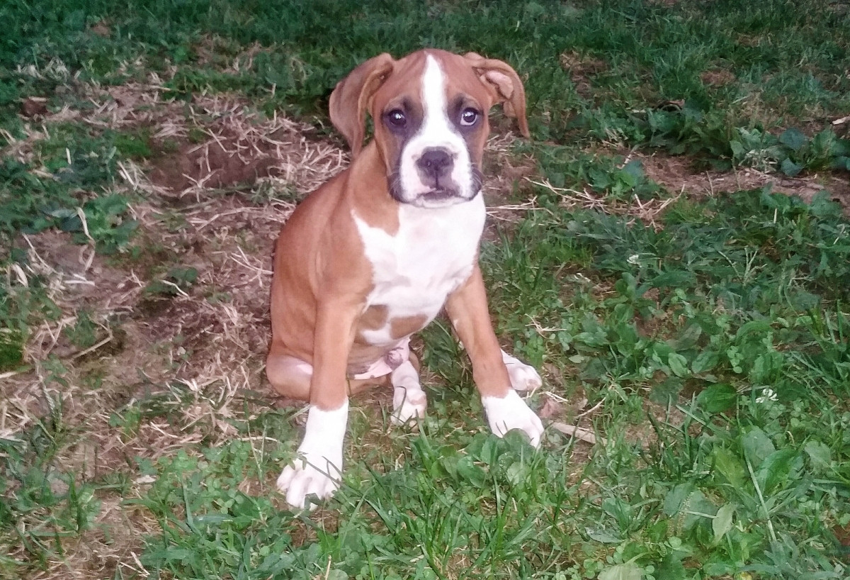 Boxer Puppies For Sale Knoxville, TN 162110 Petzlover