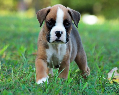 Boxer Puppies For Sale Virginia Beach, VA 166776