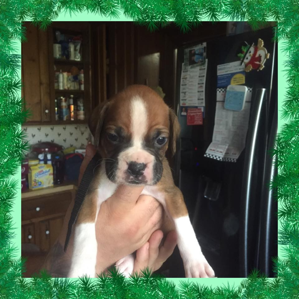 Boxer Puppies For Sale Windsor, VA 170905 Petzlover