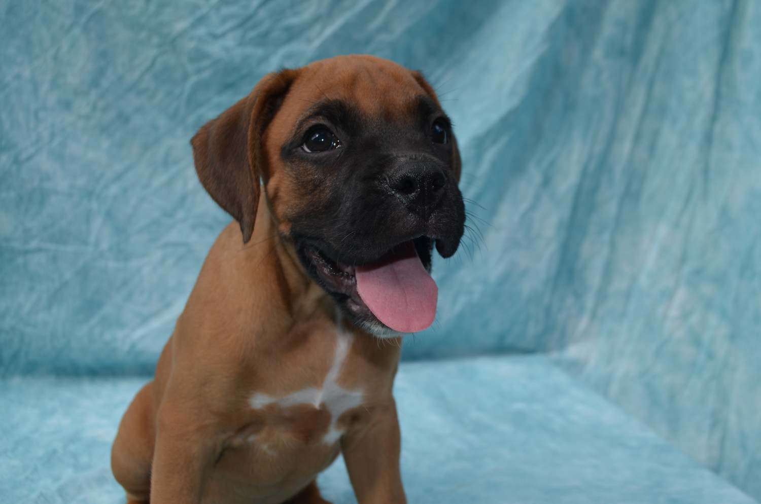 Boxer Puppies For Sale Lake Panasoffkee, FL 172776