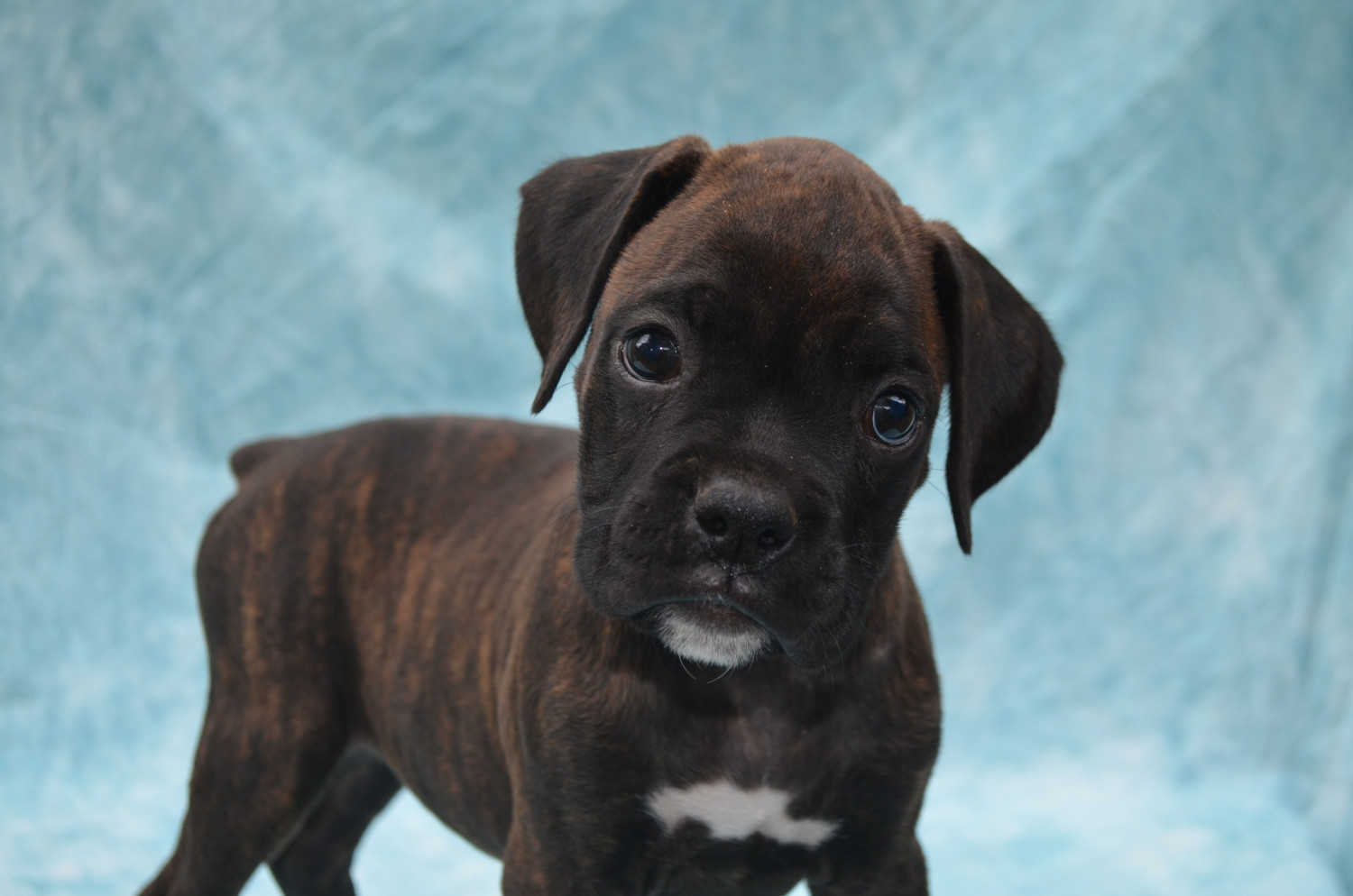Boxer Puppies For Sale Lake Panasoffkee, FL 172798