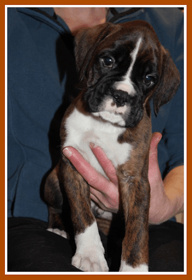 boxer puppies for sale denver