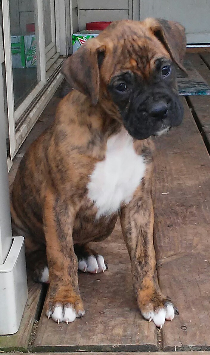Boxer Puppies For Sale Rice, MN 188931 Petzlover