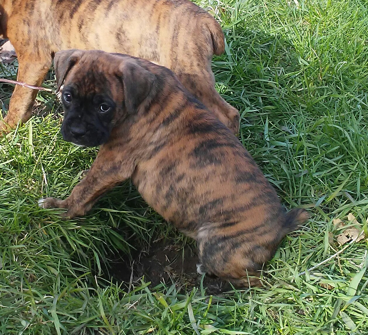 33 HQ Images Boxer Puppies For Sale Mn Boxer Puppies For