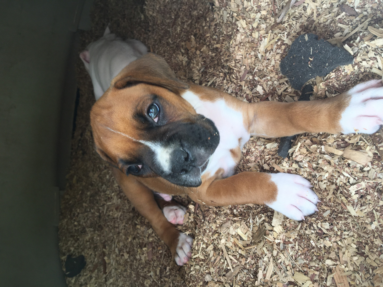 Boxer Puppies Tn Boxer Puppies For Sale Find boxer