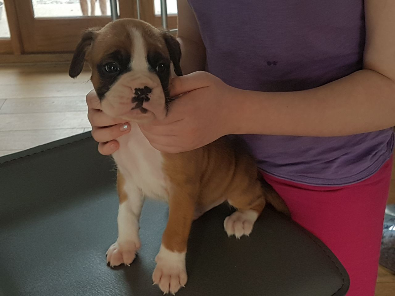 Boxer Puppies For Sale Springfield, IL 198296 Petzlover