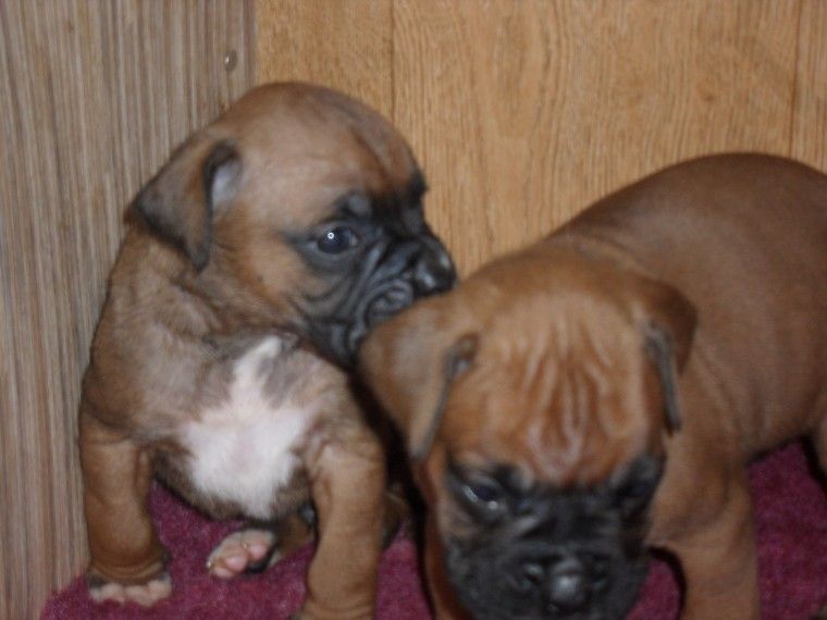 Pennsylvania Boxer Puppies