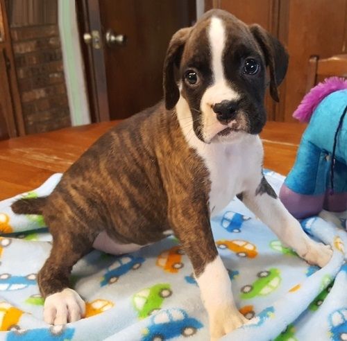 Boxer Puppies For Sale Rice, MN 210384 Petzlover