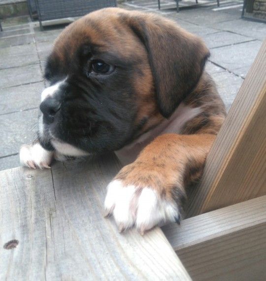 Boxer Puppies For Sale Erie, PA 212172 Petzlover