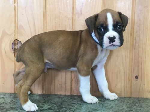 Boxer Puppies For Sale 147th Street, Leven Township, MN