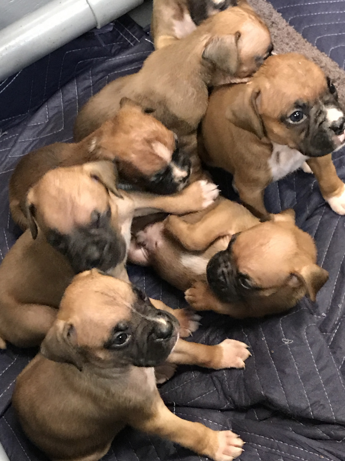 Boxer Puppies For Sale Floresville, TX 215575 Petzlover