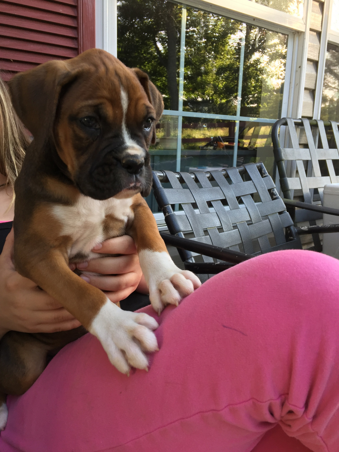Boxer Puppies For Sale Tazewell, VA 219942 Petzlover