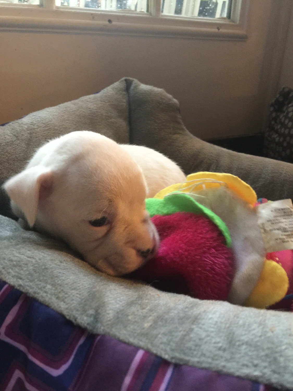 Boxer Puppies For Sale Tazewell, VA 219942 Petzlover