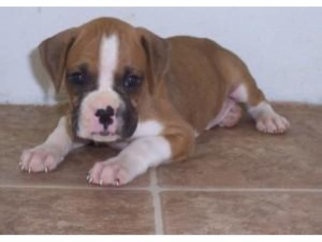 Boxer Puppies For Sale Virginia Beach, VA 224585