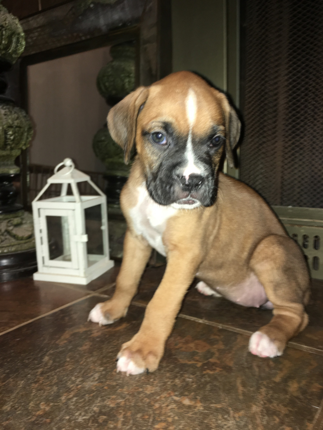 Boxer Puppies For Sale Houston, TX 228373 Petzlover
