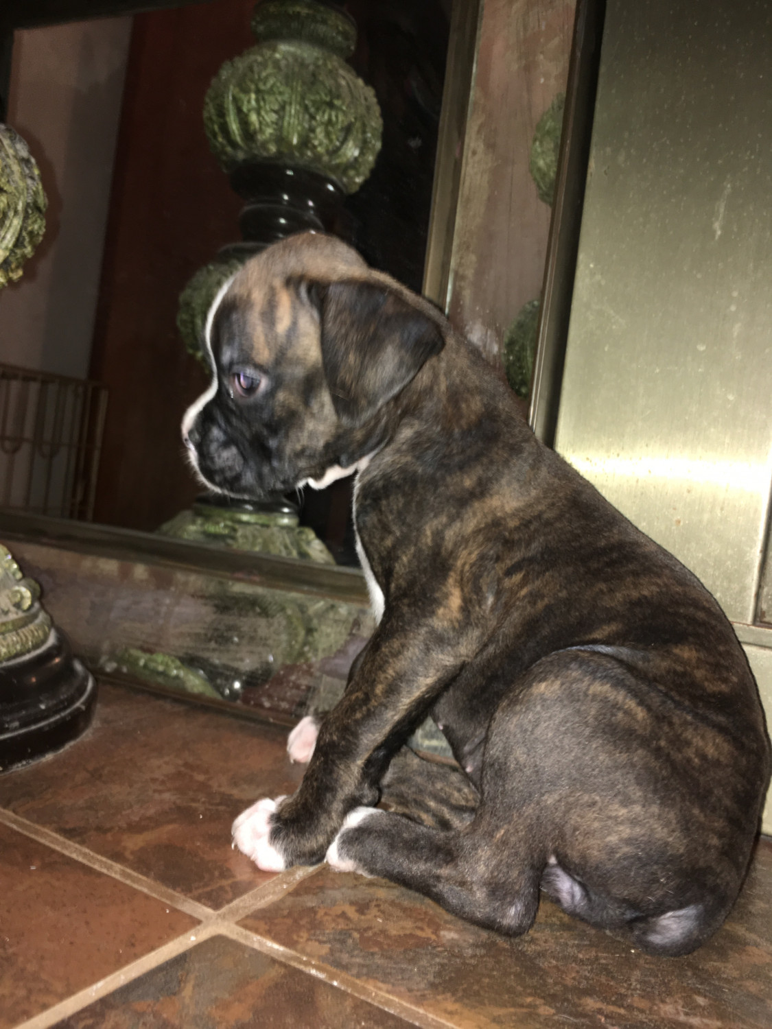 Boxer Puppies For Sale Houston, TX 228373 Petzlover