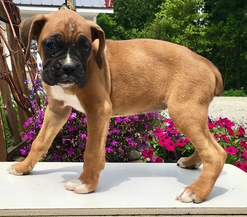 Boxer Puppies For Sale Green Bay, WI 229480 Petzlover