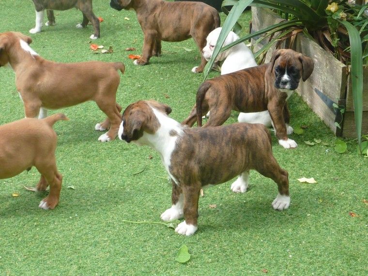 Boxer Puppies Nj Boxer Puppies For Sale In Nj Boxer