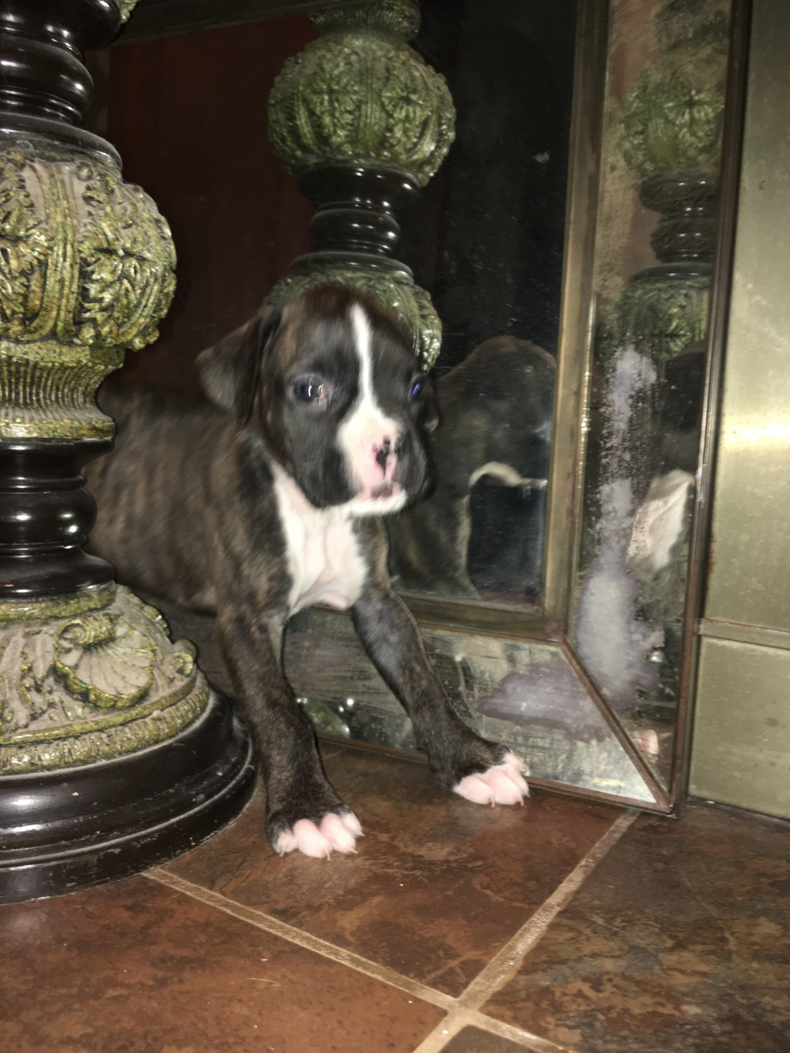 Boxer Puppies For Sale Houston, TX 231707 Petzlover