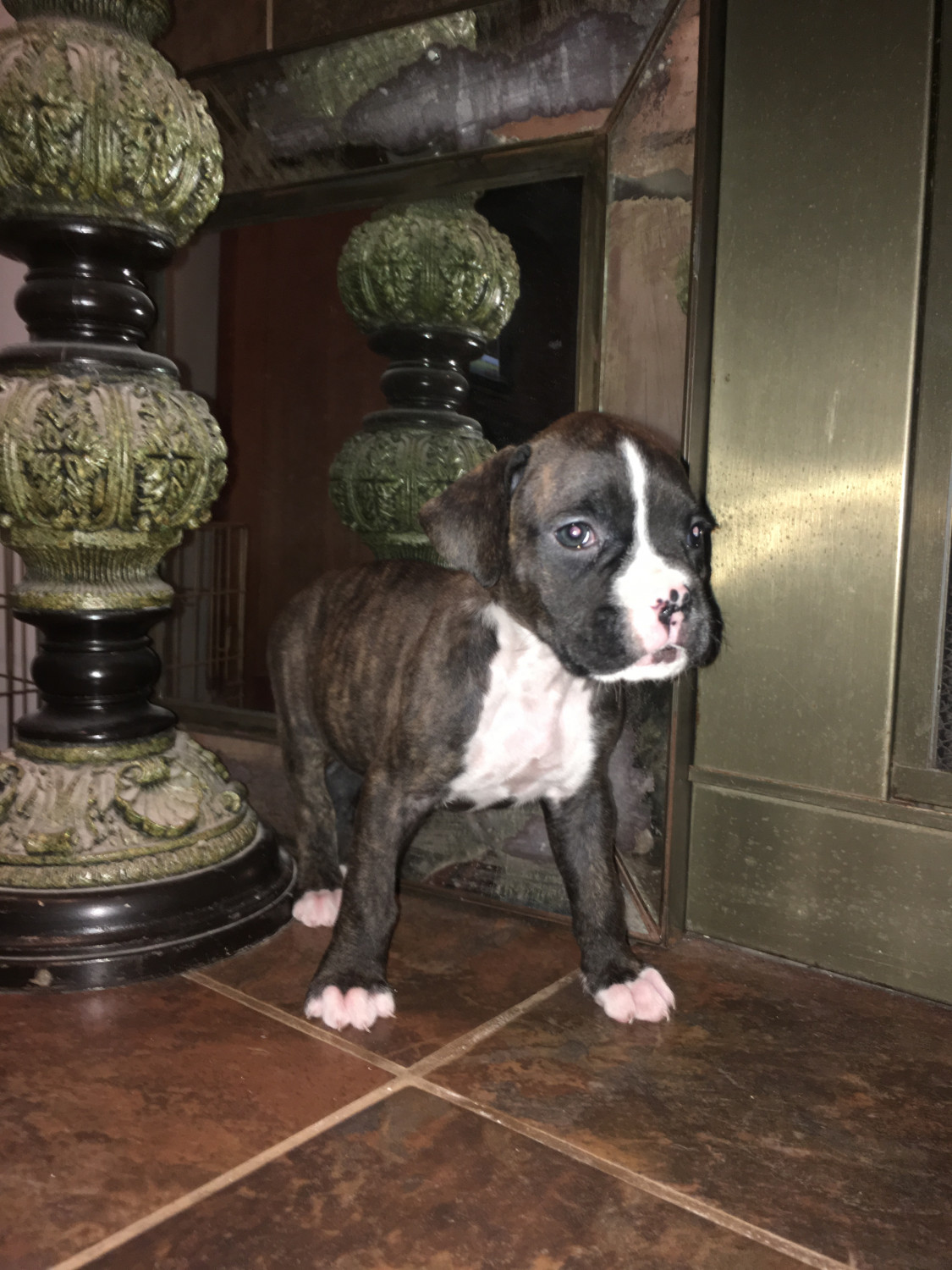 Boxer Puppies For Sale Houston, TX 231707 Petzlover