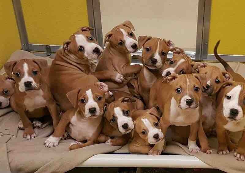 Boxer Puppies For Sale Indianapolis, IN 234522