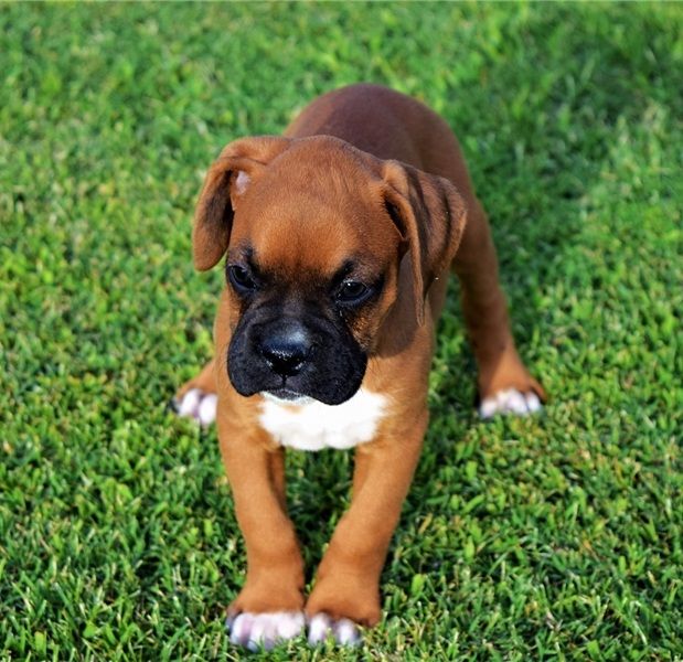 Boxer Puppies For Sale Baltimore, MD 238607 Petzlover