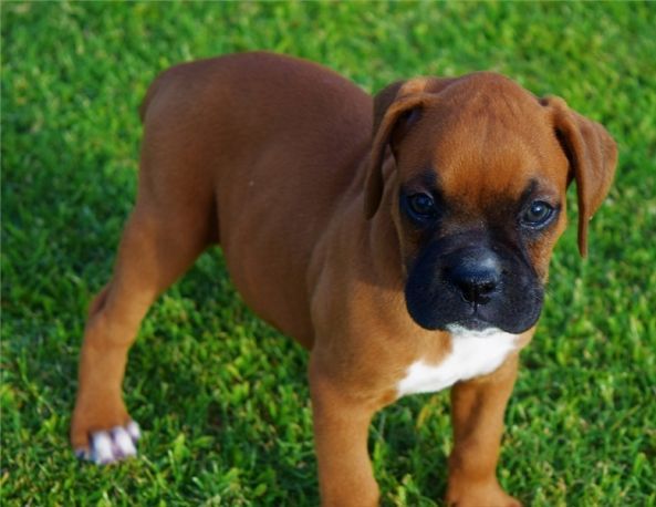 Boxer Puppies For Sale San Diego, CA 240699 Petzlover