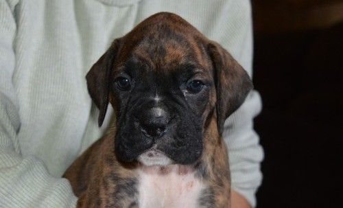 Boxer Puppies For Sale Portland, OR 245432 Petzlover