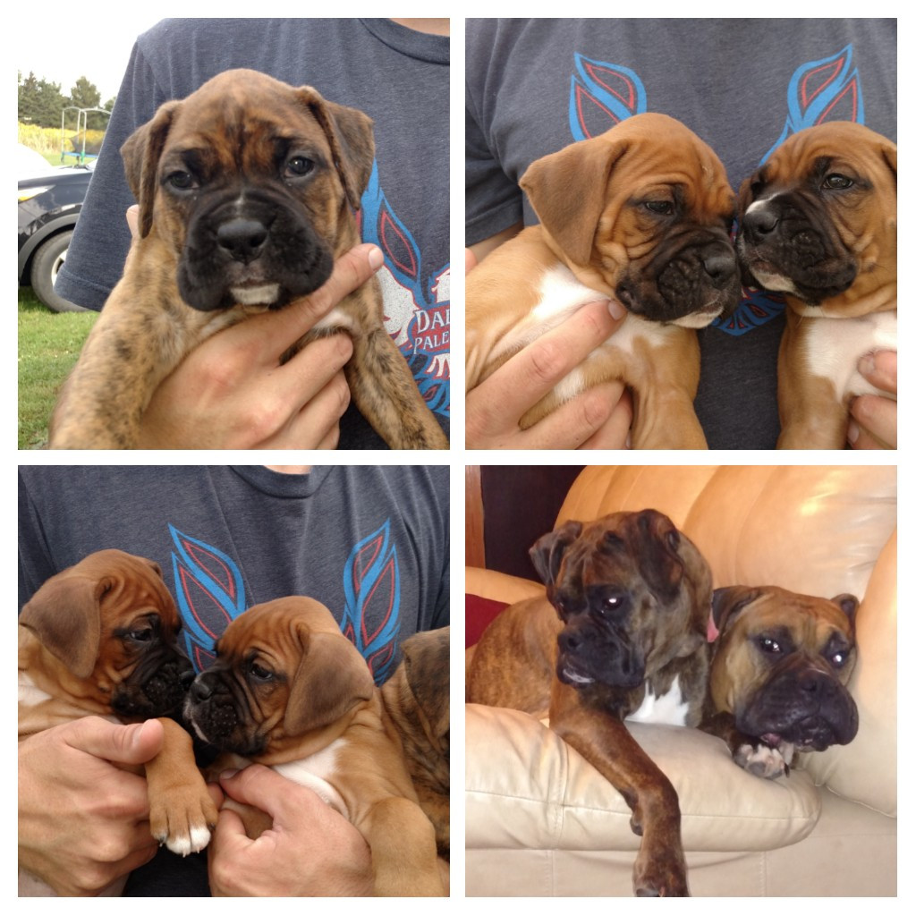 Boxer Puppies For Sale Smethport, PA 246374 Petzlover