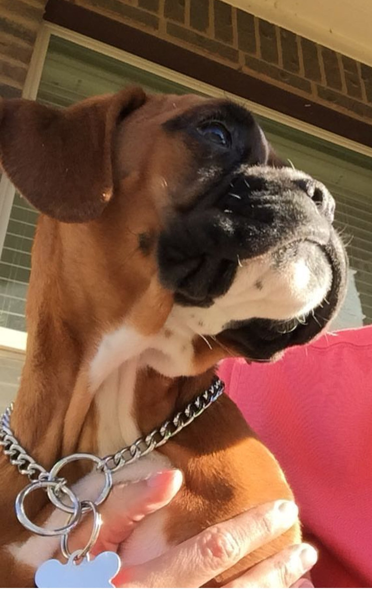 Boxer Puppies For Sale Killeen, TX 248681 Petzlover