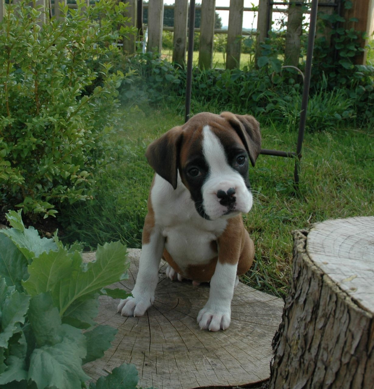 Boxer Puppies Nj / Boxer Puppies For Sale New Jersey 18