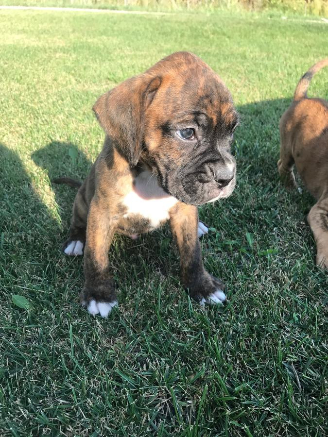 53 Best Images Boxer Puppies Available In Pa / Boxer