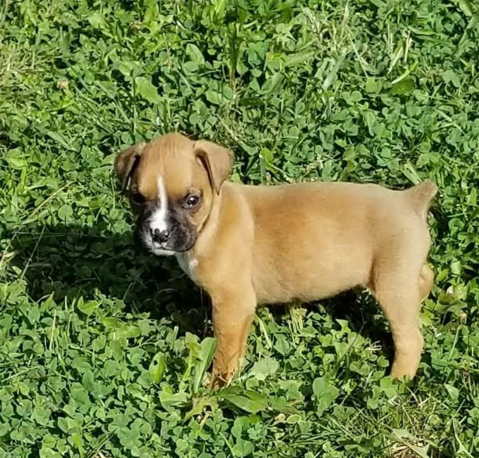 Boxer Puppies For Sale Philadelphia, PA 249116