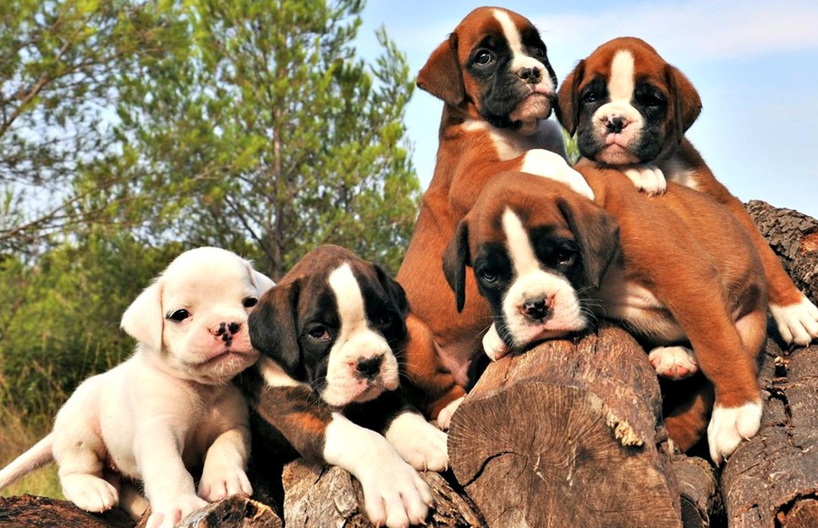 Boxer Puppies For Sale Charlotte, NC 252745 Petzlover