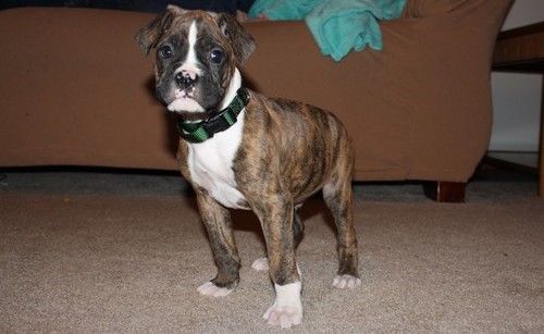 Boxer Puppies For Sale San Bernardino County, CA 244120