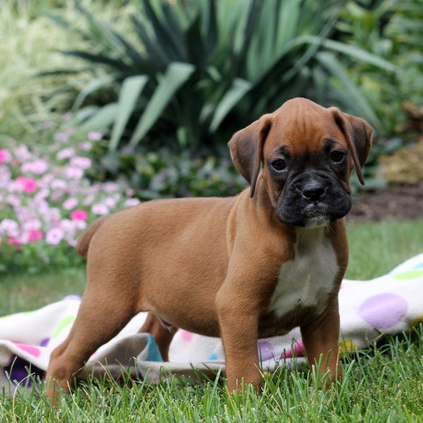 Boxer Puppies For Sale Miami, FL 255065 Petzlover