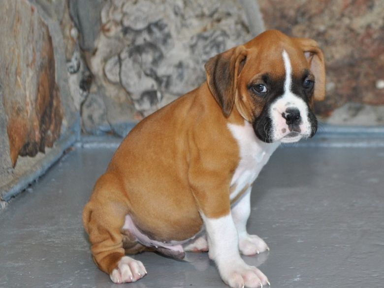 Boxer Puppies For Sale Glendale, AZ 259054 Petzlover