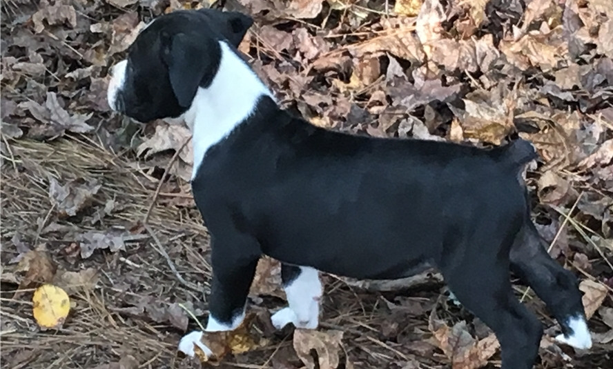 Boxer Puppies For Sale Barstow, MD 260415 Petzlover