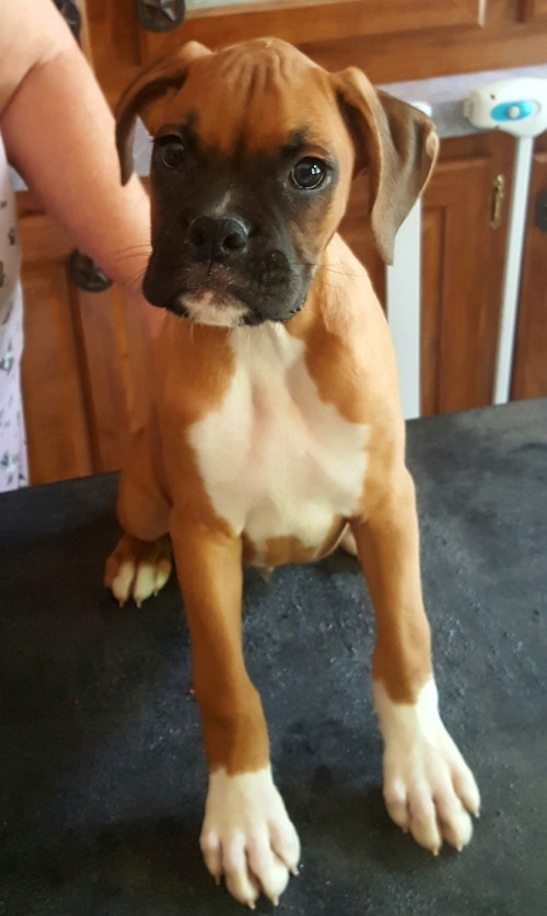 Boxer Puppies For Sale Louisville, KY 260416 Petzlover