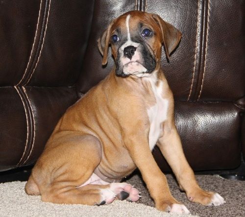 Boxer Puppies For Sale | Louisville, KY #260416 | Petzlover