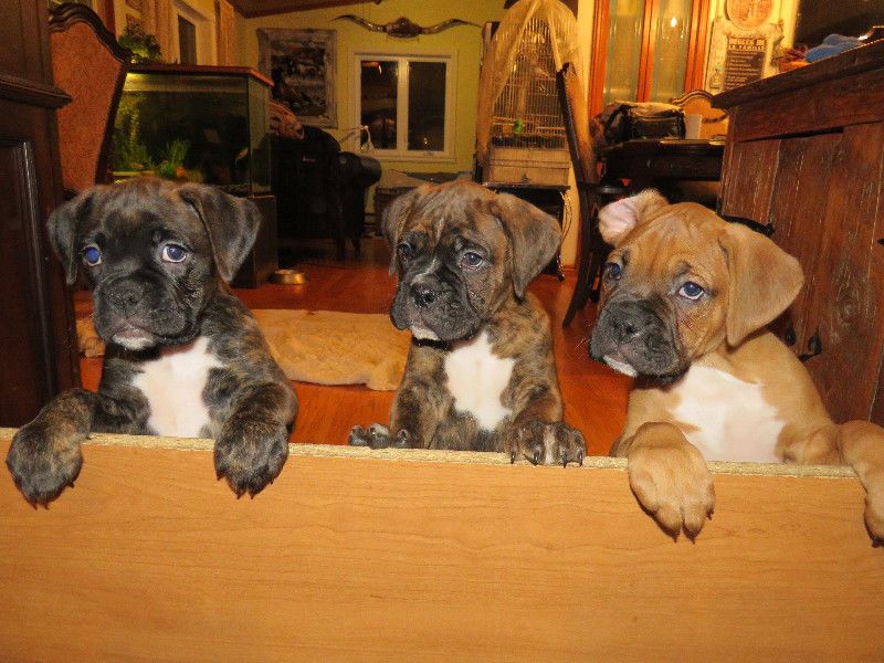 Boxer Puppies For Sale Dallas, TX 260613 Petzlover