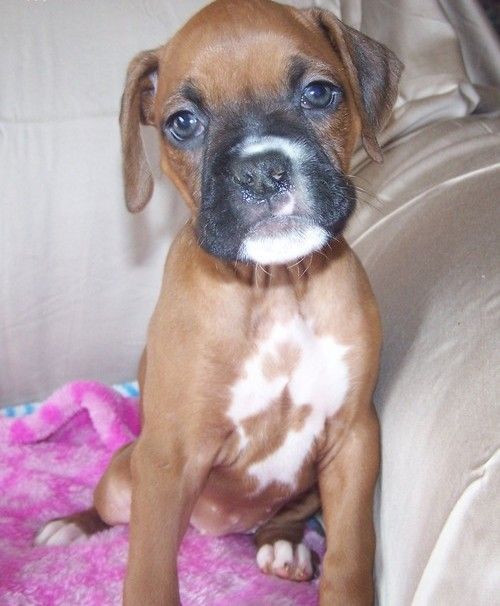 Boxer Puppies For Sale | Oregon City, OR #261866 | Petzlover