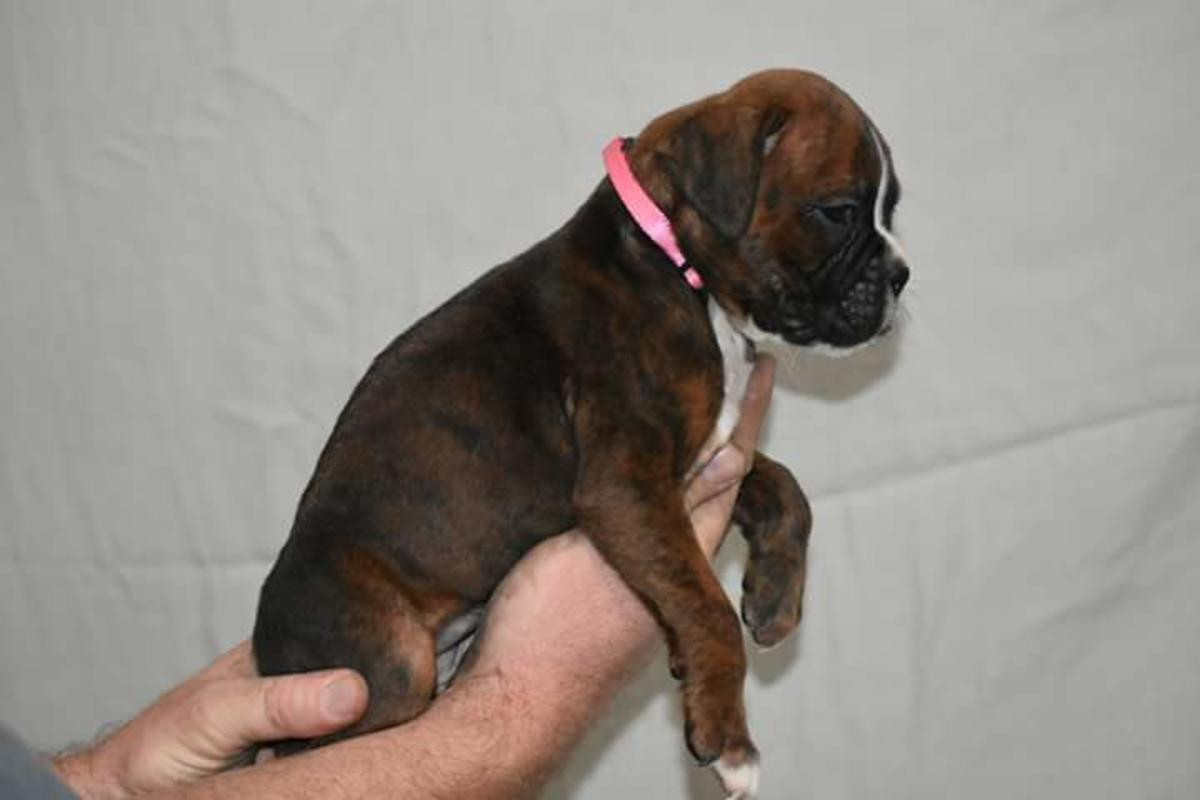 Boxer Puppies For Sale San Diego, CA 262386 Petzlover