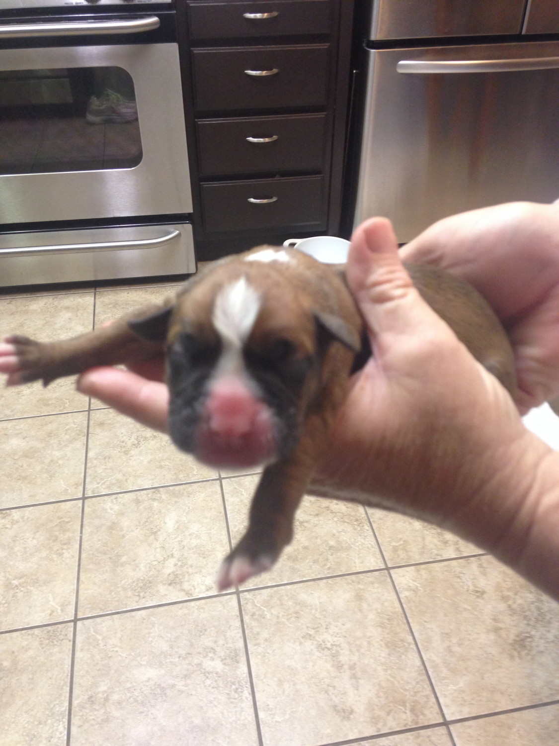 Boxer Puppies For Sale Homedale, ID 263145 Petzlover