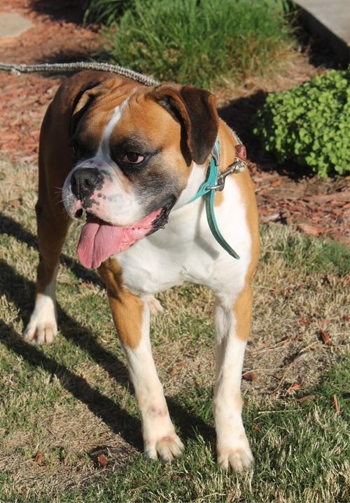 Boxer Puppies For Sale Quechee, VT 264143 Petzlover