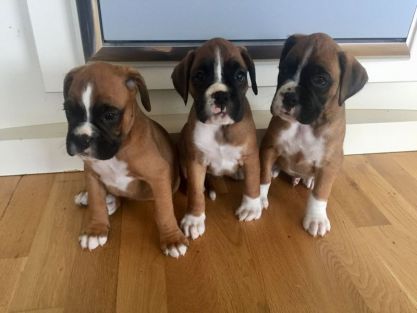 Boxer Puppies For Sale Milwaukee Wi 264288 Petzlover
