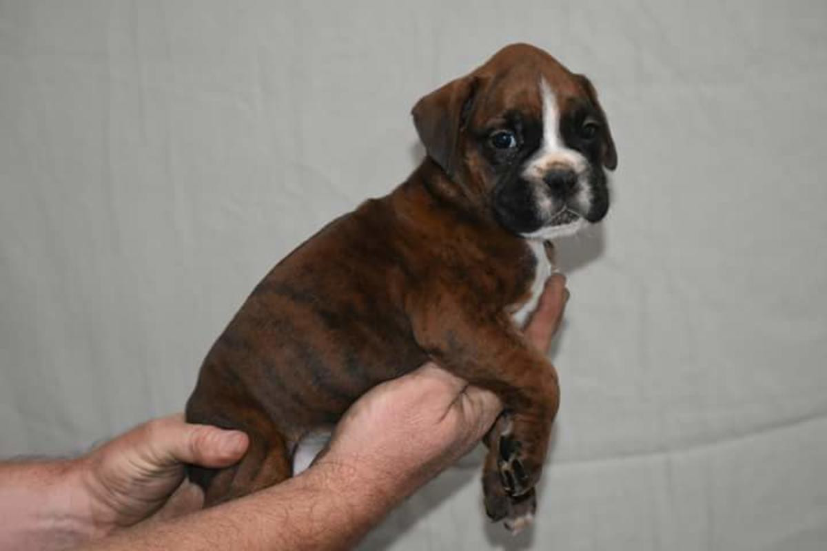 Boxer Puppies For Sale Atlanta, GA 265590 Petzlover
